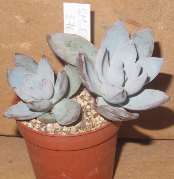 Pachyveria cv. Powder Puff