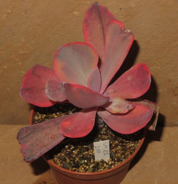 Echeveria cv Angel Wings variegata