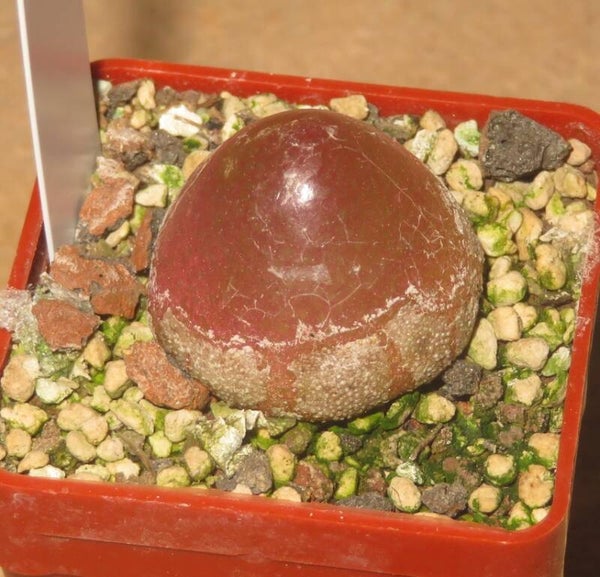 Conophytum burgeri SH409 MESA Aussaat 2018