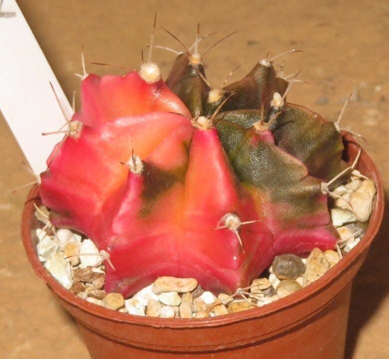 Gymnocalycium mihanovichii cv Hibotan-Nishiki variegata