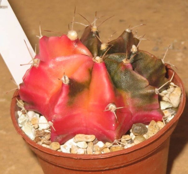 Gymnocalycium mihanovichii cv Hibotan-Nishiki variegata