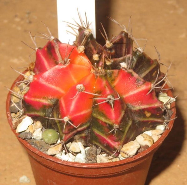 Gymnocalycium mihanovichii cv Hibotan-Nishiki variegata