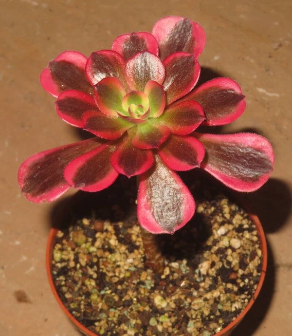 Aeonium cv Medusa variegata
