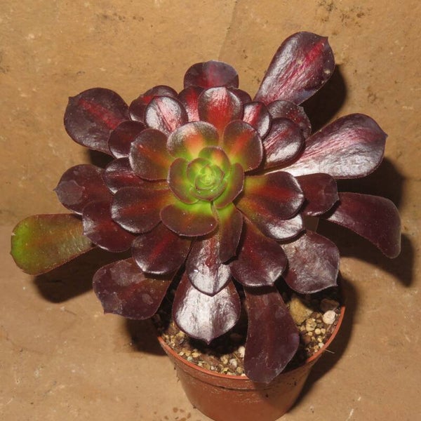 Aeonium cv Kilimanjaro variegata