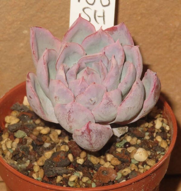 Echeveria cv VIOLET QUEEN long leaf form