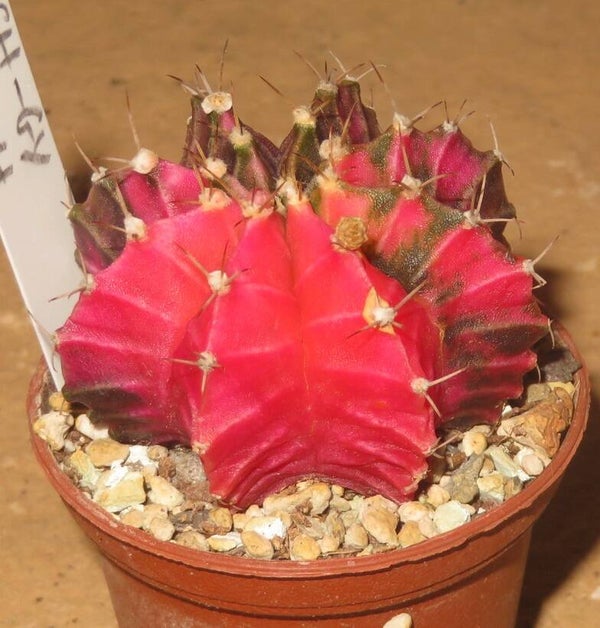 Gymnocalycium mihanovichii cv Hibotan-Nishiki variegata