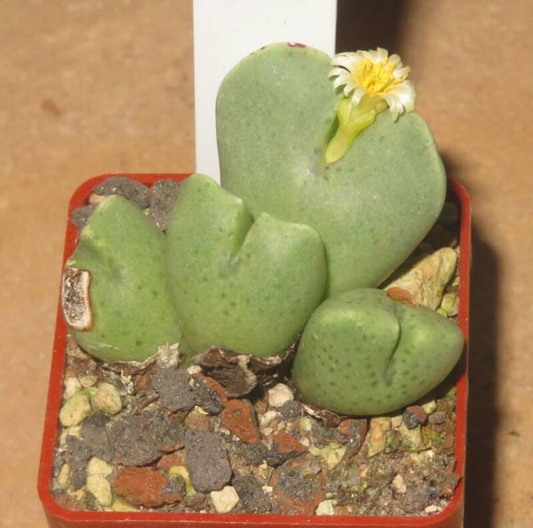 Conophytum quaesitum