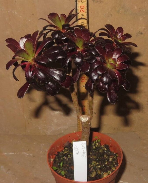 Aeonium arboreum 'Atropurpureum' SCHWARZKOPF