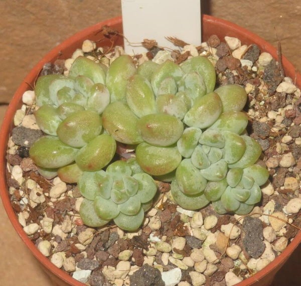 Pachyphytum cv Bubble Gum NEW!!!