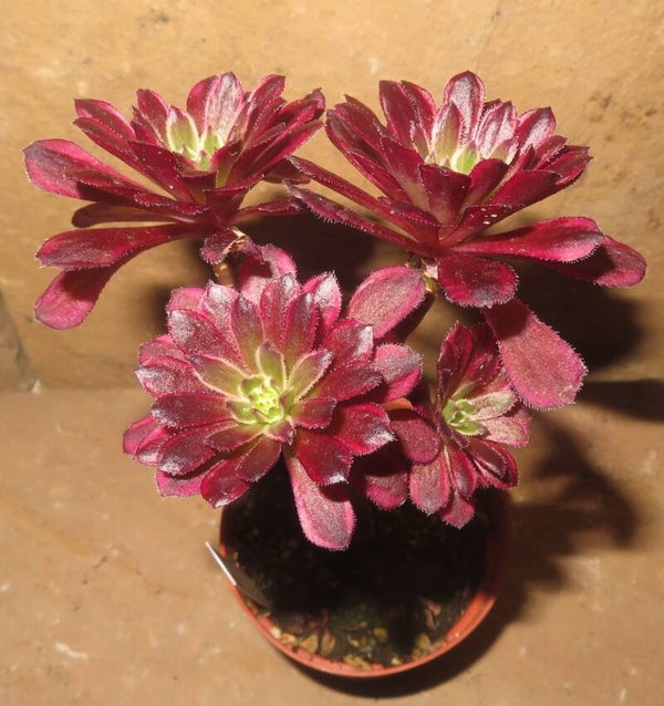 Aeonium cv Mardi Gras variegata