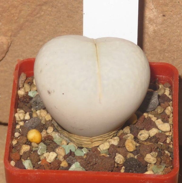 Dinteranthus pole-evansii Aussaat 2018