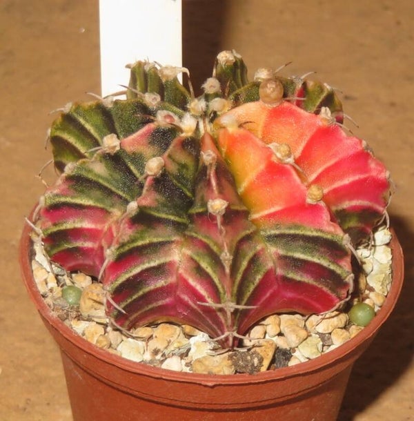 Gymnocalycium friedrichii cv LB2178 Hybrid variegata