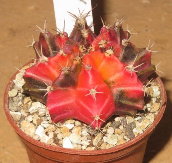 Gymnocalycium mihanovichii cv Hibotan-Nishiki variegata