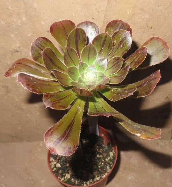 Aeonium arboreum rubrolineatum