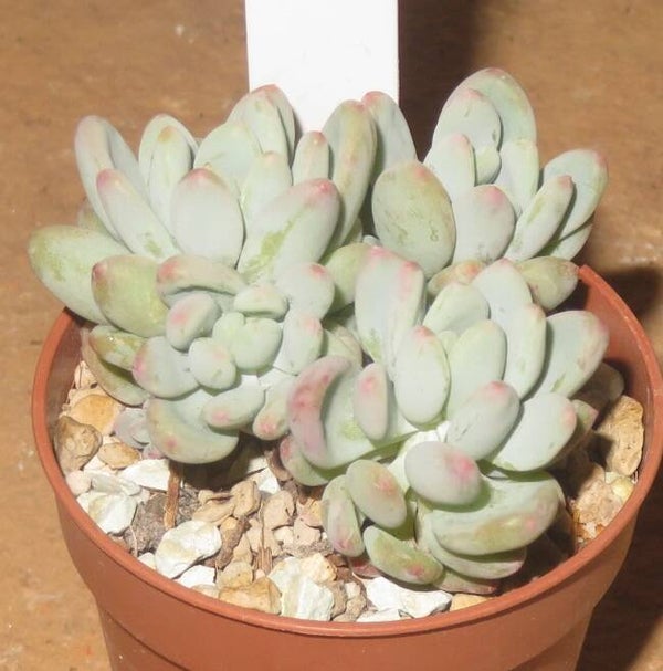 Sedum cv Morning Star