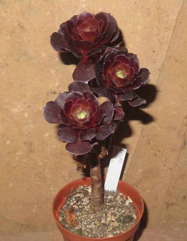 Aeonium cv Blushing Beauty