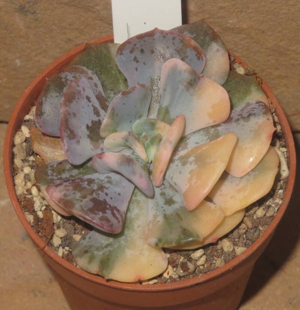 Echeveria cv Cubic Frost variegata