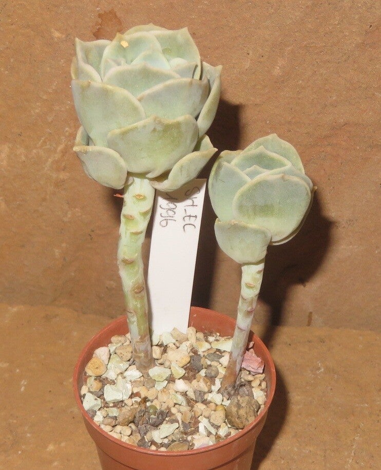 Echeveria cv Lovely Rose