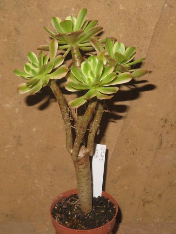 Aeonium arboreum variegata