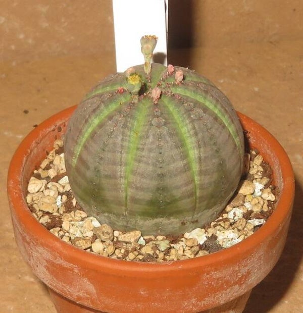 Euphorbia obesa