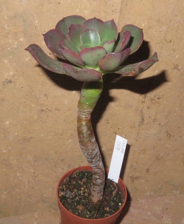Aeonium davidbramwellii