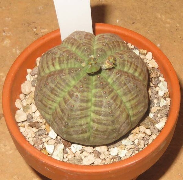 Euphorbia obesa