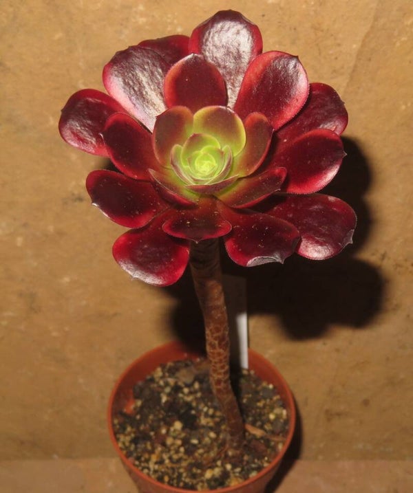 Aeonium cv SuperBang variegata