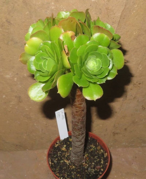 Aeonium arboreum magnificum