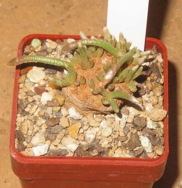 Avonia quinaria ssp. quinaria