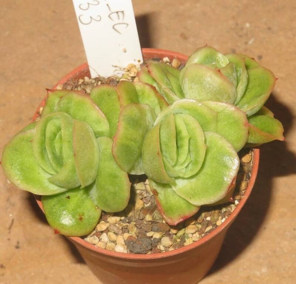 Echeveria cv Frozen Ice