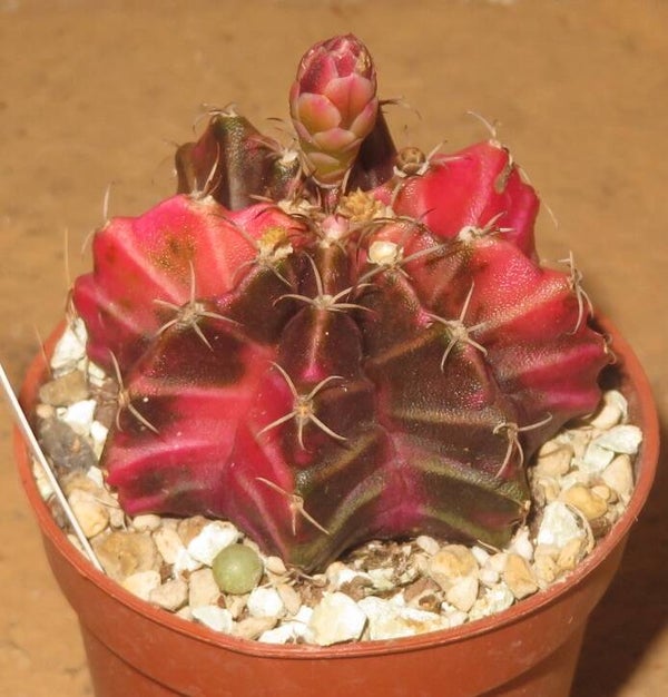 Gymnocalycium mihanovichii cv Hibotan-Nishiki variegata