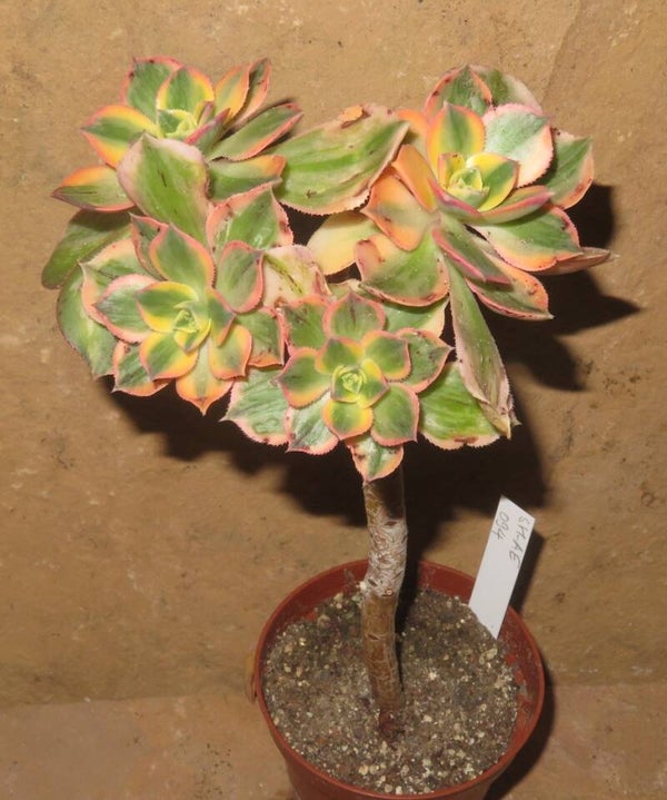 Aeonium decorum cv Tricolor variegata