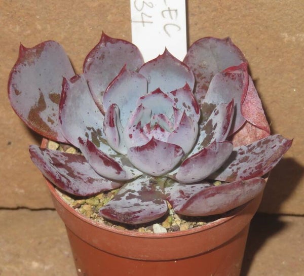 Echeveria cv Pink Floyd