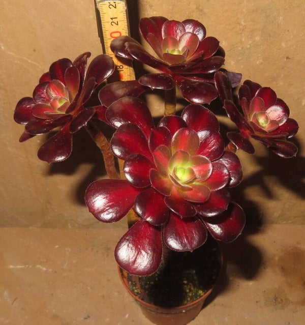 Aeonium cv Kilimanjaro variegata