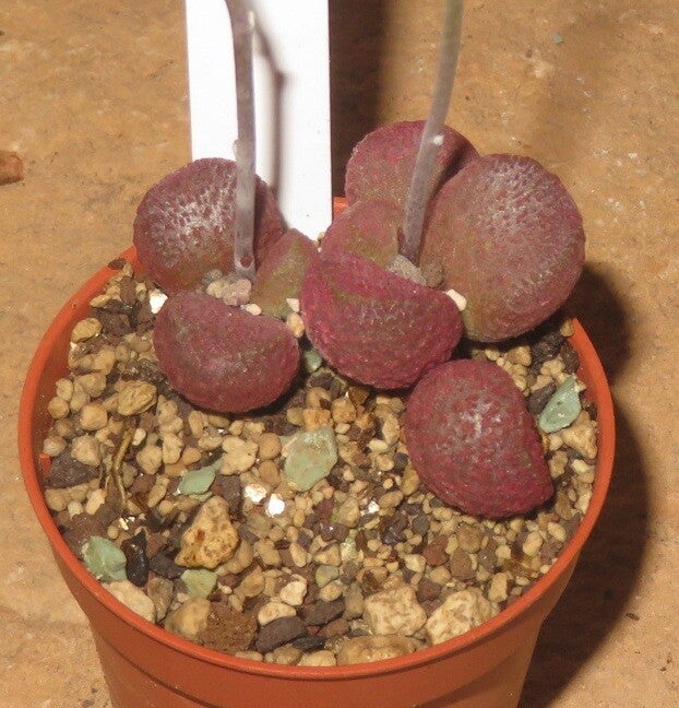 Adromischus marianiae cv Pop Hearts