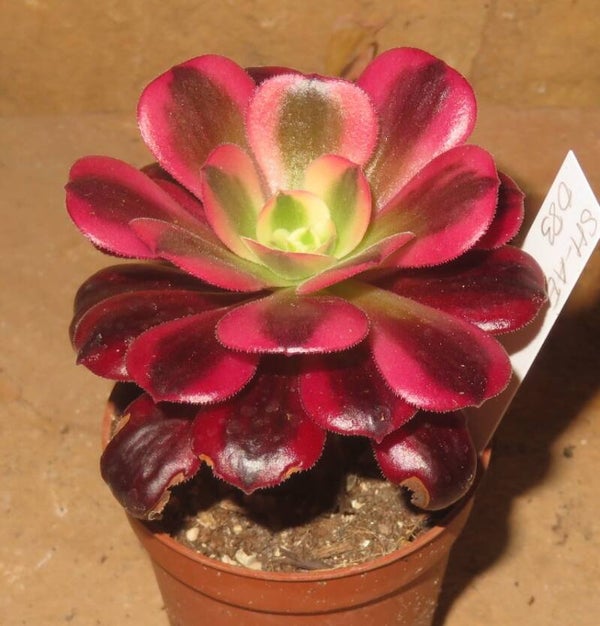 Aeonium cv Medusa variegata