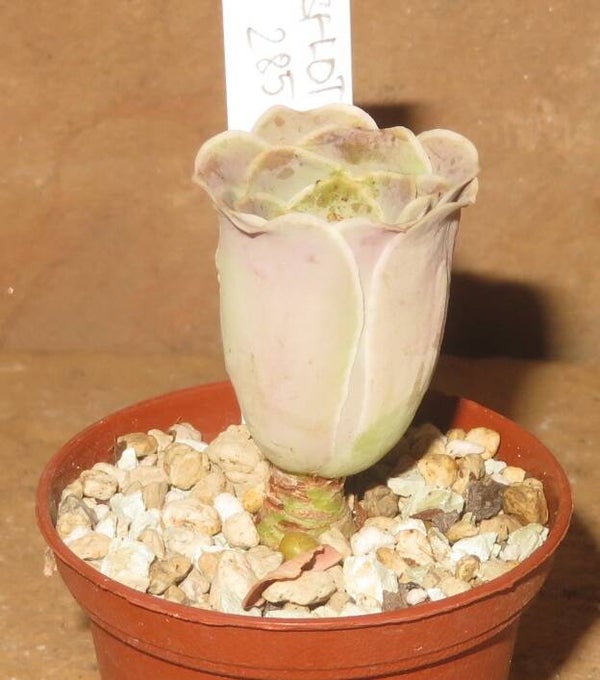 Greenovia Aurea ex El Hierro Pink Mountain Rose