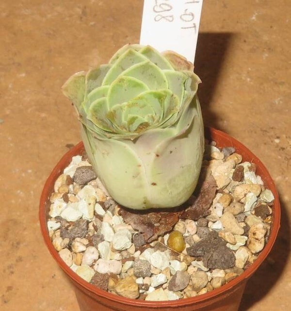 Greenovia Aurea ex El Hierro Pink Mountain Rose