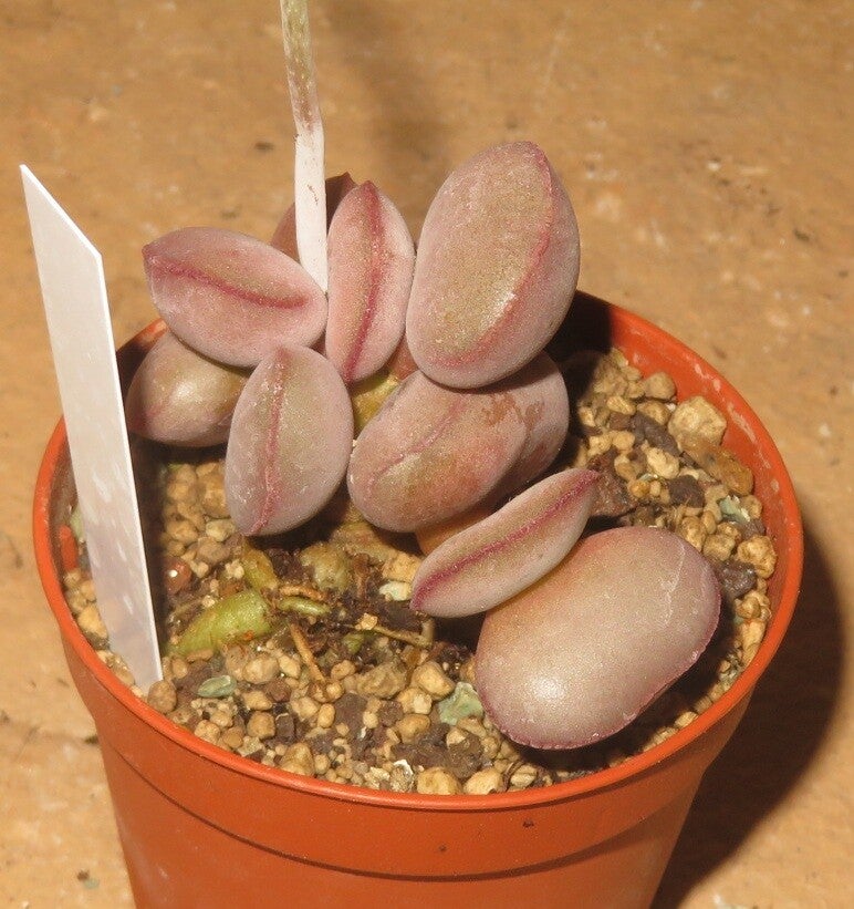 Adromischus marianae var. Halli
