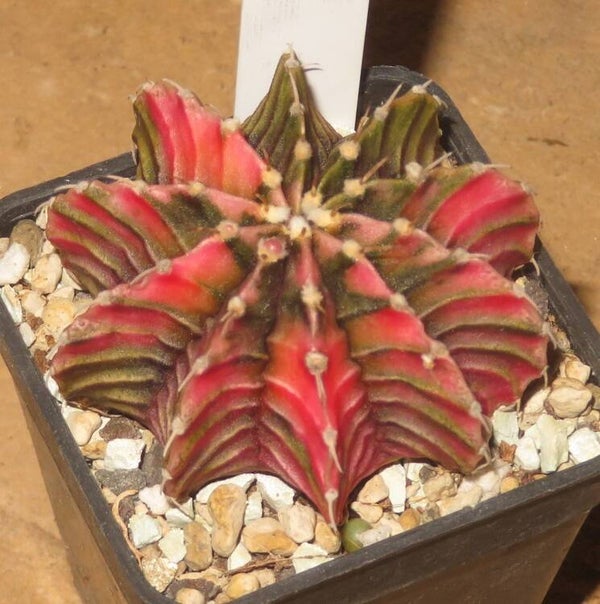 Gymnocalycium friedrichii cv LB2178 Hybrid variegata