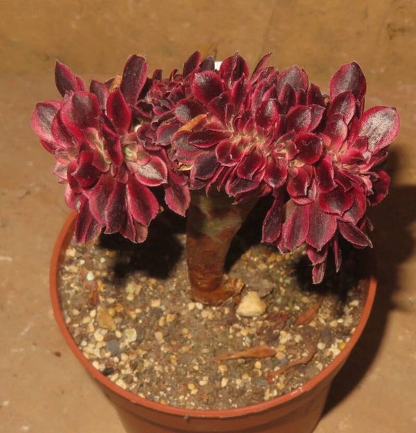 Aeonium cv Medusa cristata variegata