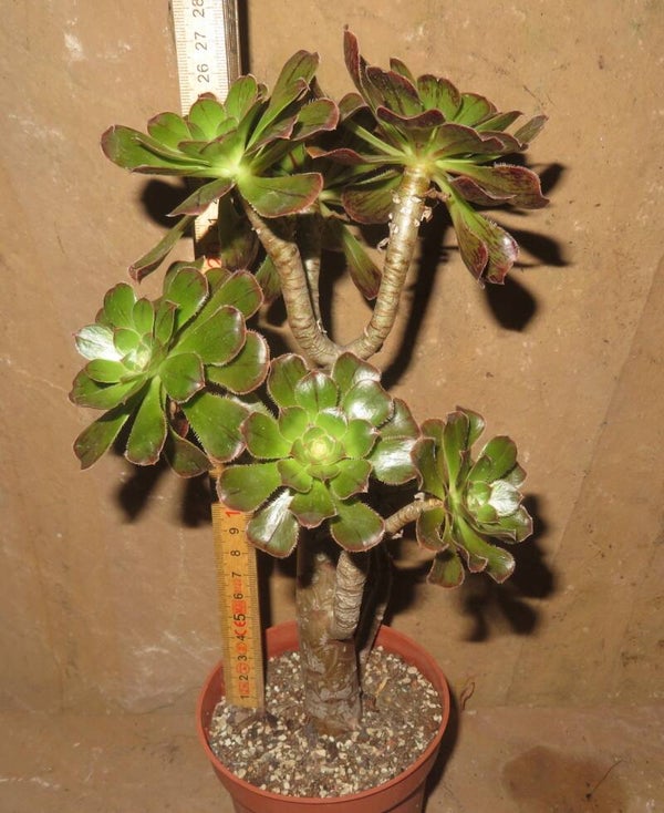 Aeonium arboreum rubrolineatum
