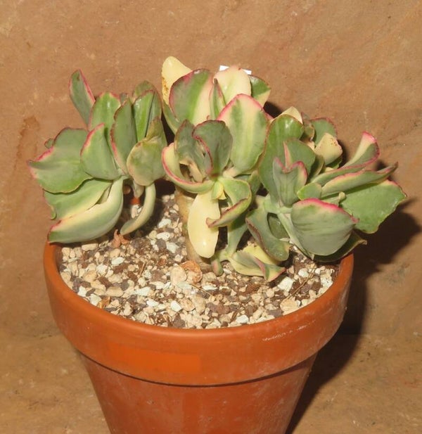 Crassula arborescens undulata variegata