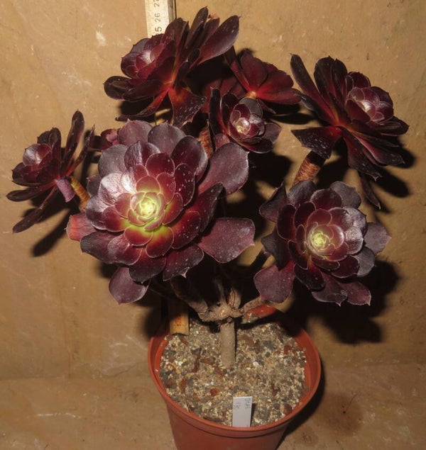 Aeonium cv Blushing Beauty Große Pflanze