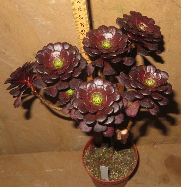 Aeonium cv Morticia Große Pflanze