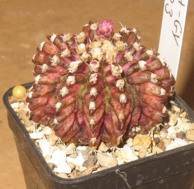 Gymnocalycium cv T-Lux x T-Rex Hybrid variegata - Aztekium Typ