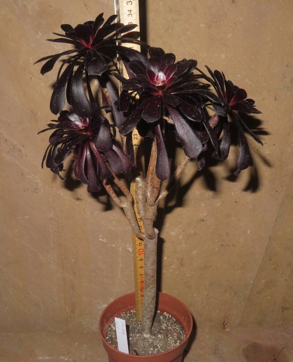 Aeonium arboreum 'Atropurpureum' SCHWARZKOPF