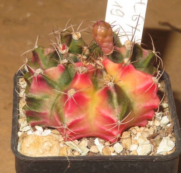 Gymnocalycium mihanovichii cv Hibotan-Nishiki variegata