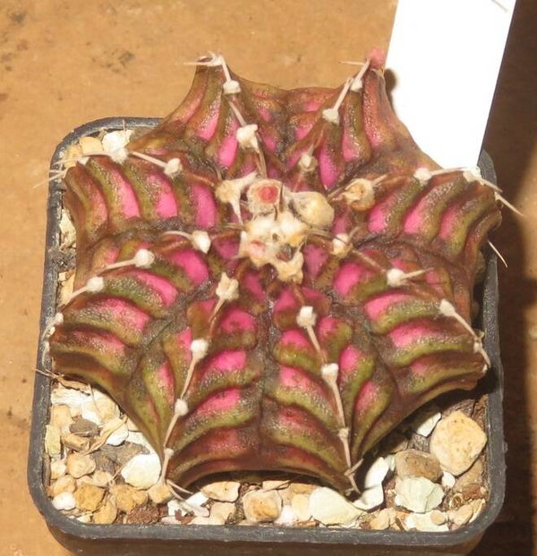 Gymnocalycium cv T-Lux x T-Rex x LB2178 Hybrid variegata - Alte Pflanze