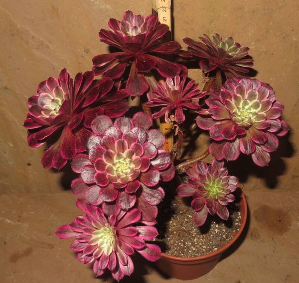 Aeonium cv Ink Painting variegata